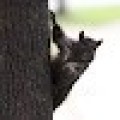 Agent Memory icon